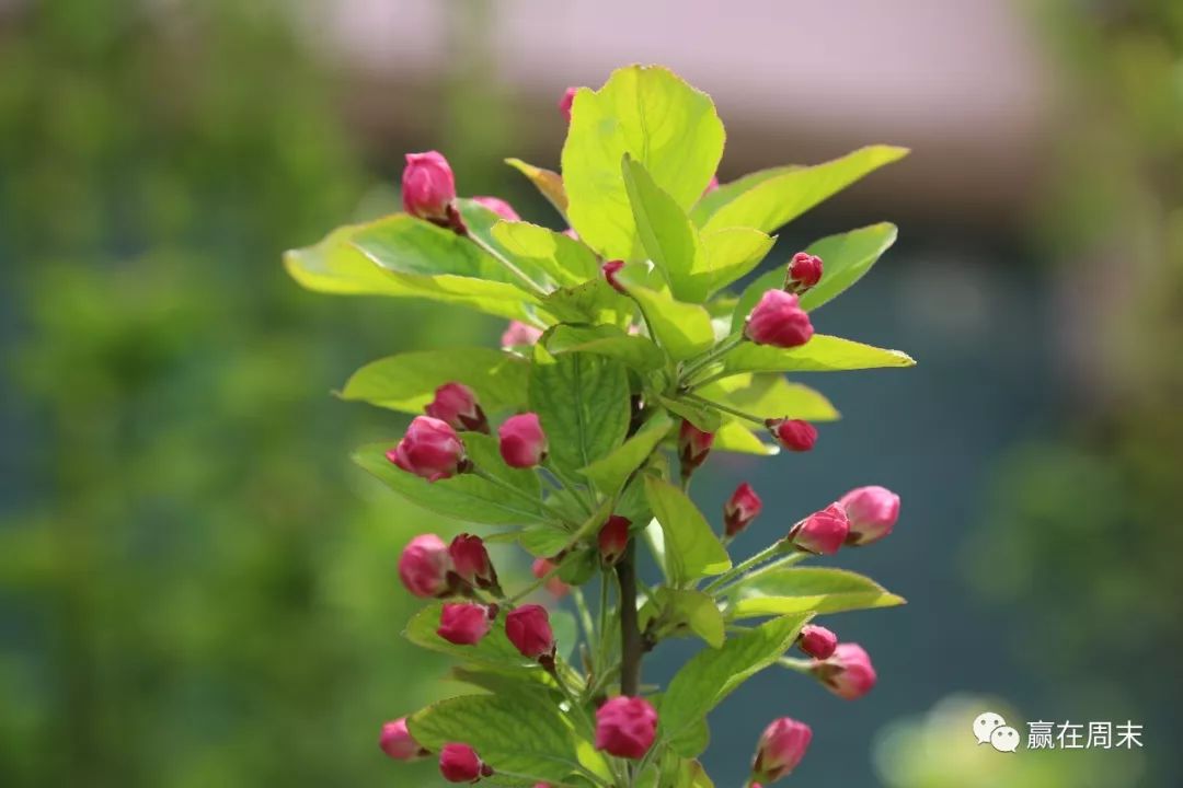 假如我的一生,只有一天的时间_夜莺