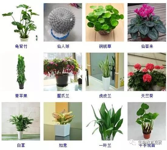 室内植物大全名称图片