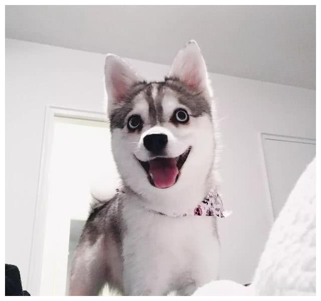 阿拉斯加克利凯犬:迷你版哈士奇,但论颜值这狗狗却能比得过二哈