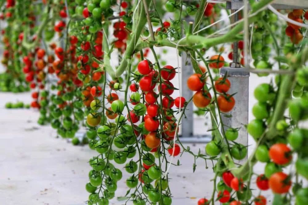 草莓红了!顺德及周边摘果地图出炉,快来享受"莓"好时光