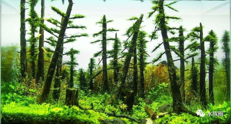 看多了南美风格缸,北美风格水草造景了解一下!