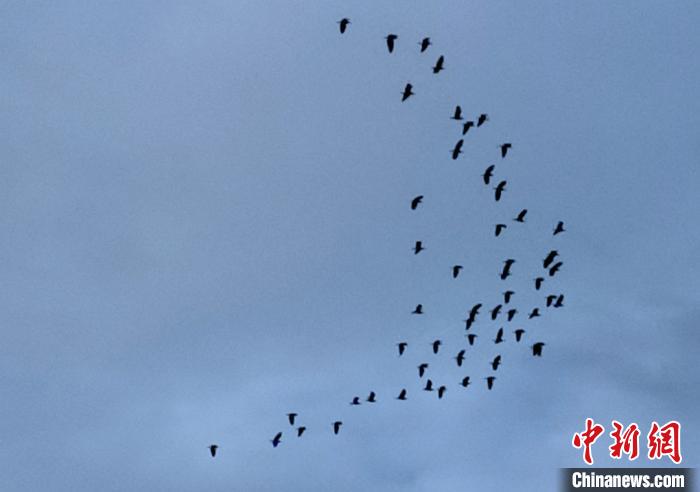 白鹭空中盘旋 程平 摄