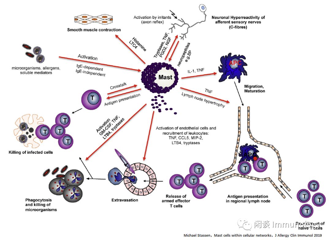 肥大细胞基础生物学强大的免疫调节功能