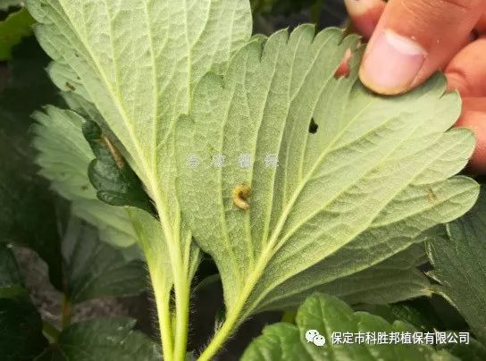 【与农技术】草莓抗性斜纹夜蛾的防治技术