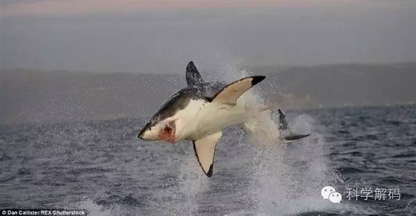 大白鲨捕食海豹凶残瞬间画面不忍直视
