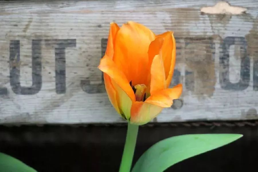 郁金香效应不在泡沫中重生就在泡沫中死去