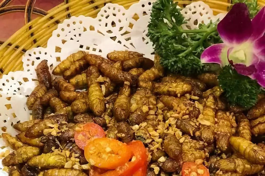 广州看了广东人的昆虫宴才知道什么叫真正的会吃