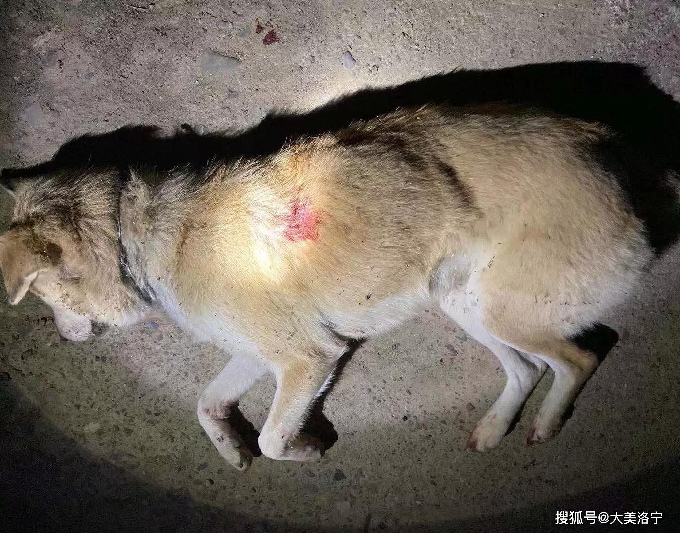 洛宁城郊乡余庄村疯狗咬伤4名村民,民警果断开枪将其击毙
