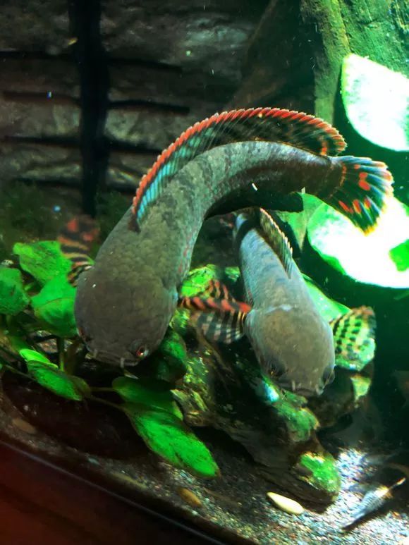 鱼友分享七彩雷龙大体型育成及发色经验涨姿势