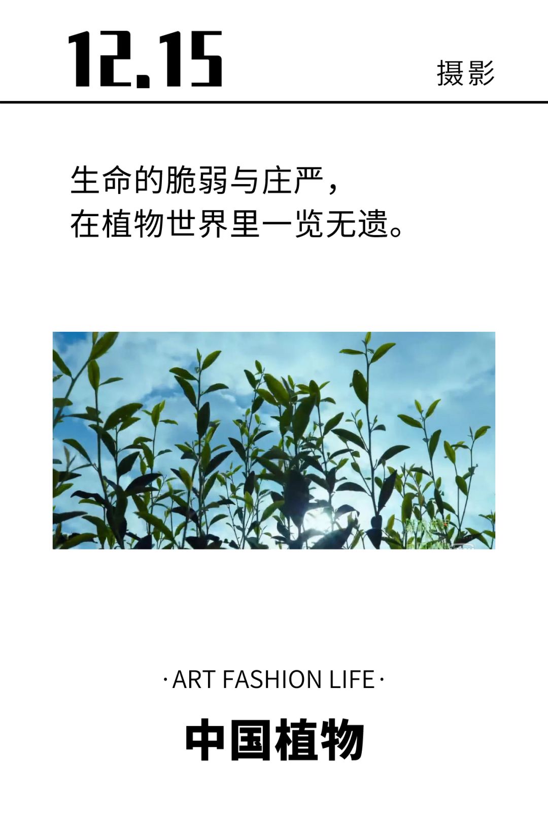 中国第一部植物纪录片!董卿为它献声,王石为它