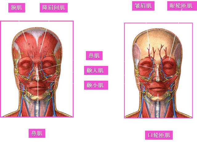 针刀美容【思路,选点,操作方法】