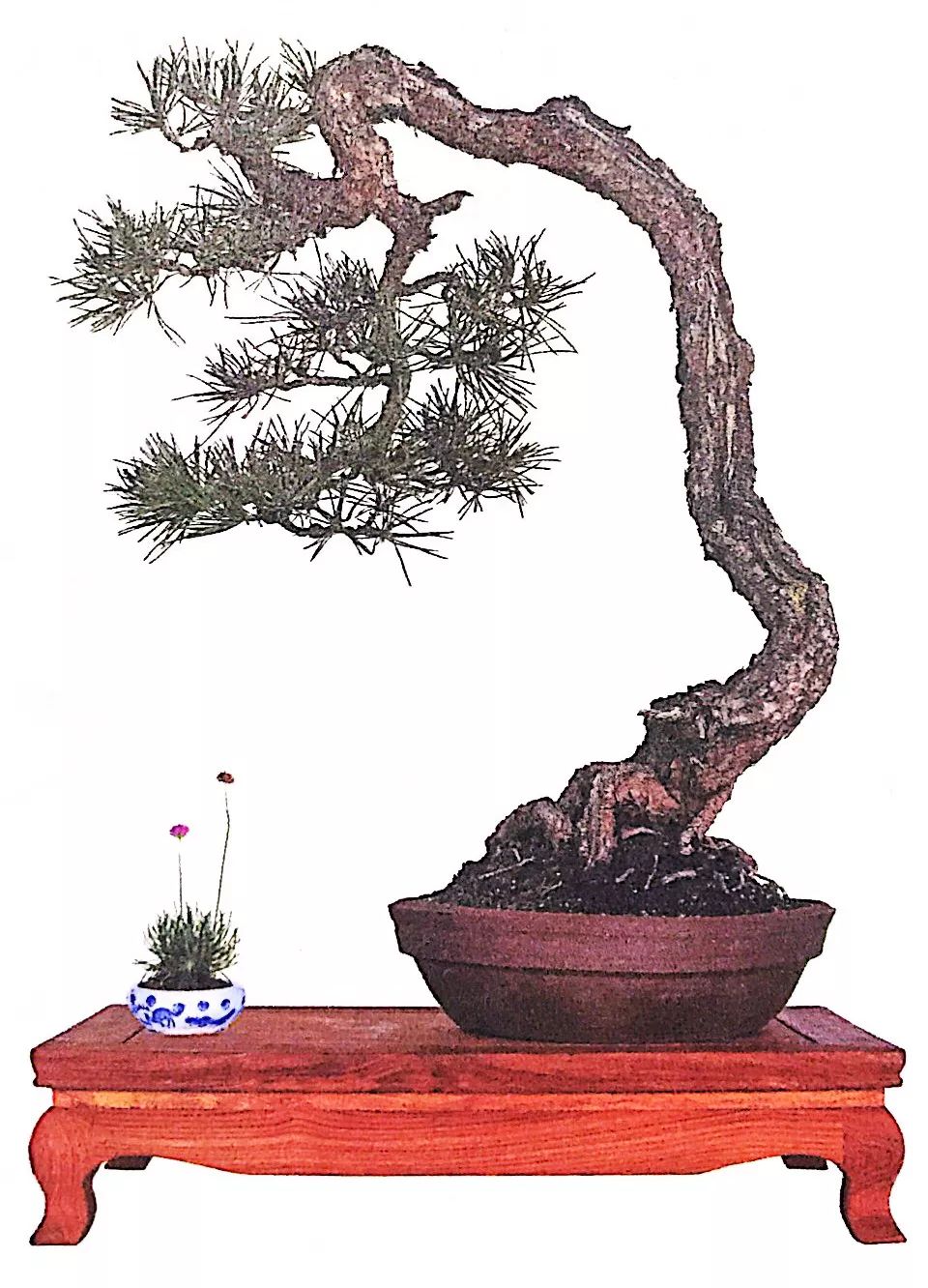 他花十年光景用造型盆景来向暗恋对象表白命名深情凝视