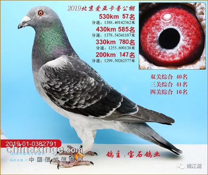 冠军狂揽800万北京爱亚卡普决赛前100名奖鸽欣赏