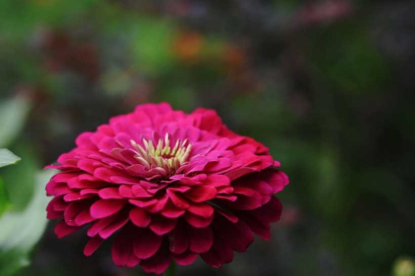 12月底运势节节高升,吉星傍身,财运上升,紫气东来的四属相