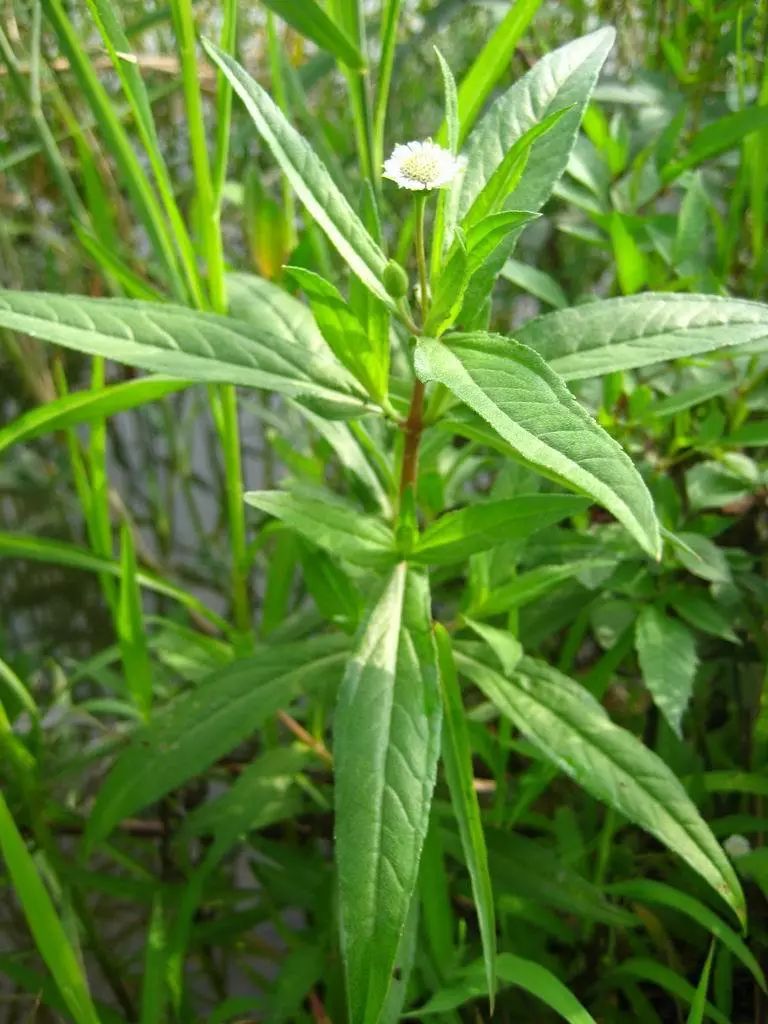 墨旱莲俗称旱莲草,为菊科鳢肠属植物鳢肠的地上干燥部分,是常用中药之