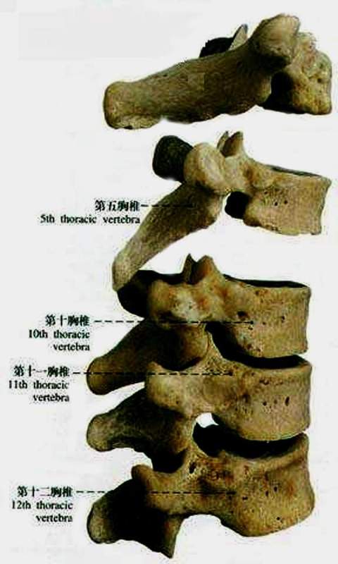 胸椎,頸椎,腰椎,骨棘突定位(圖文詳解)