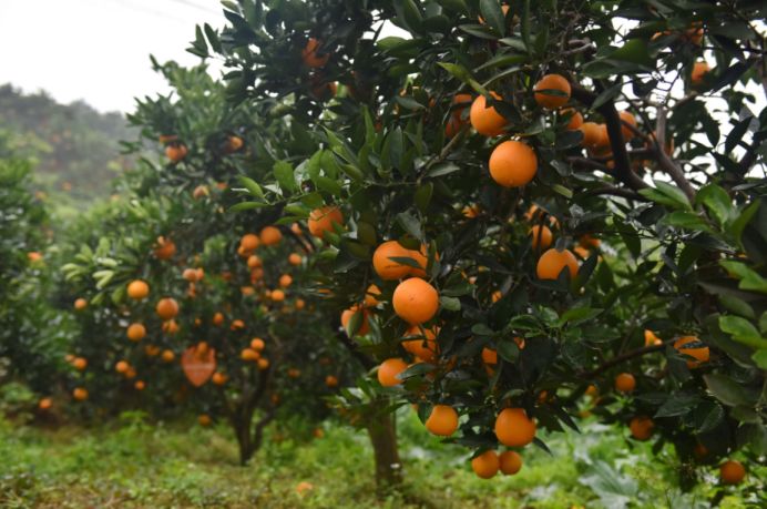 约起约起江津这里220亩脐橙成熟啦