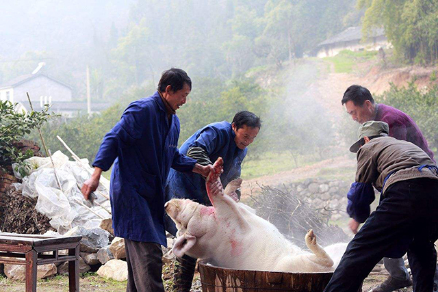 原创农村老农杀年猪2头,做成600斤腊肉,只为城中儿子过年有肉吃