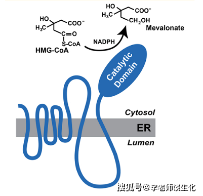 酶活性調控主要是可逆磷酸化修飾和膽固醇的反饋抑制,數量調控主要是