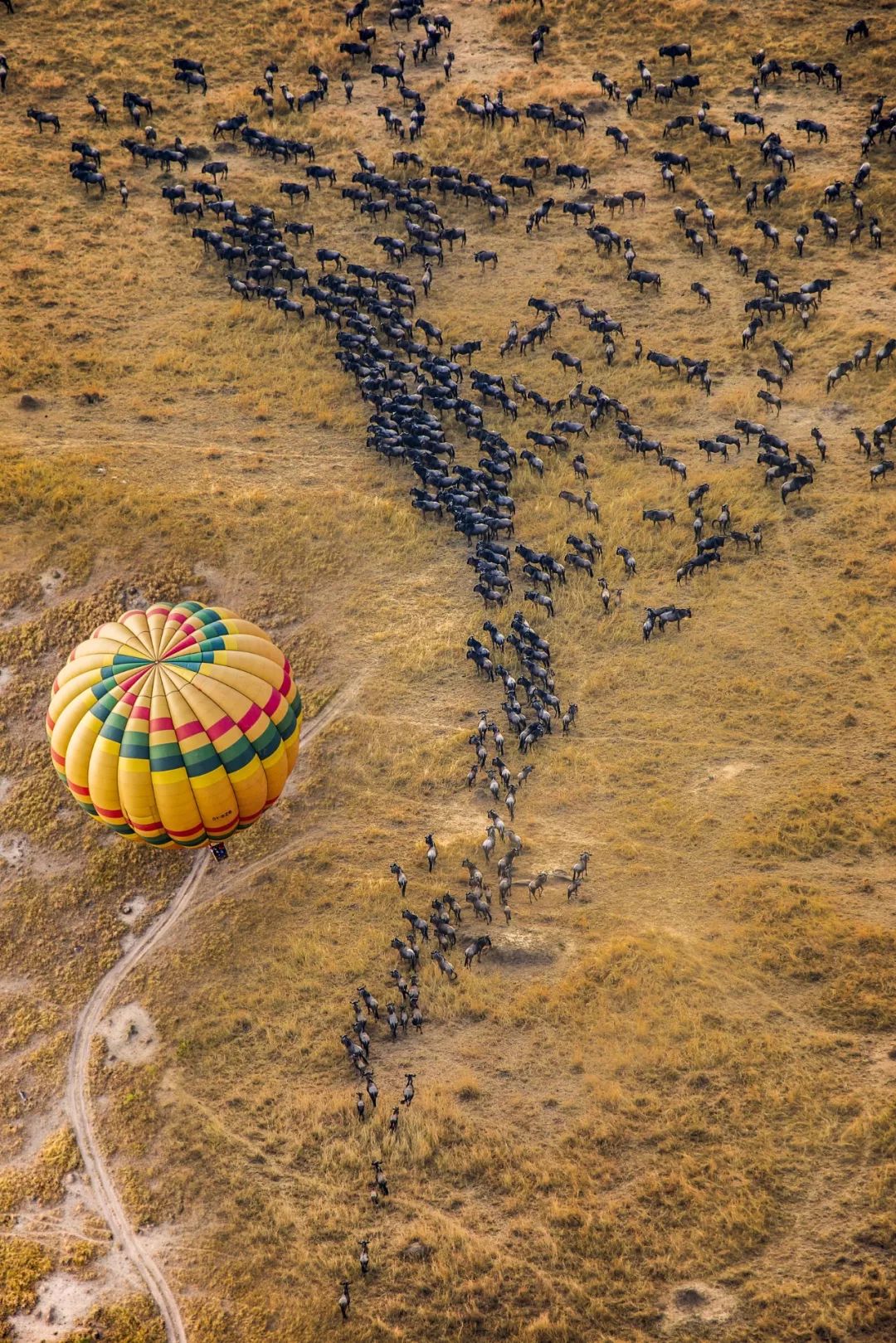 【行走天下】野性王国---肯尼亚