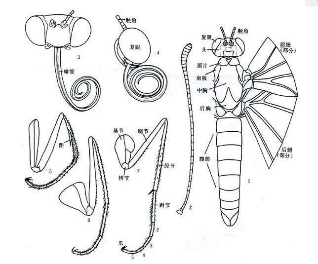 手把手儿教你国画草虫,超级详细!_蝴蝶
