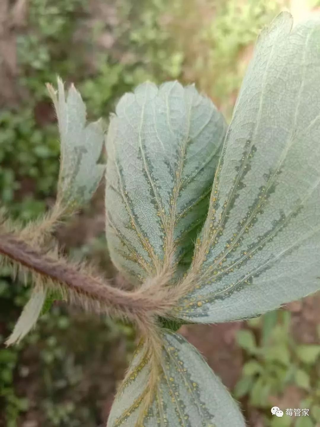 深度剖析草莓空心病