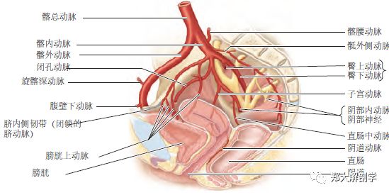 前列腺动脉解剖图图片