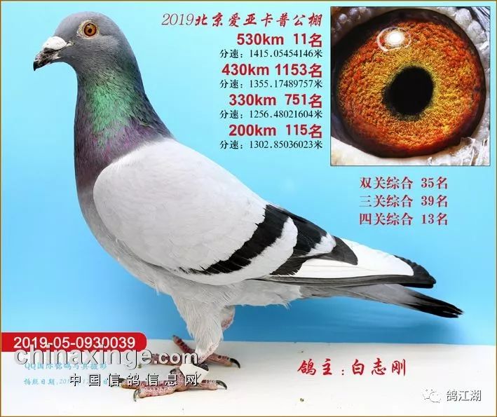 冠军狂揽800万北京爱亚卡普决赛前100名奖鸽欣赏