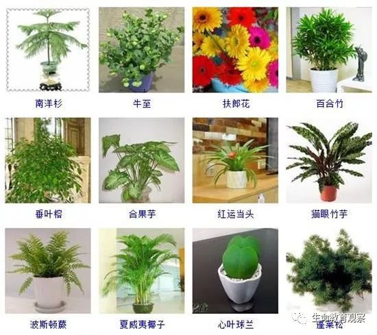96种室内植物图片及名称,室内植物品种大全(图片)