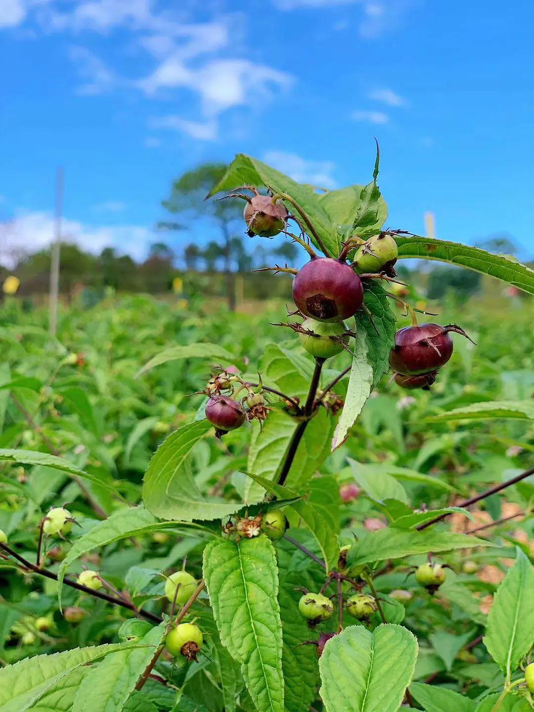 逢年过节最适合送礼的水果