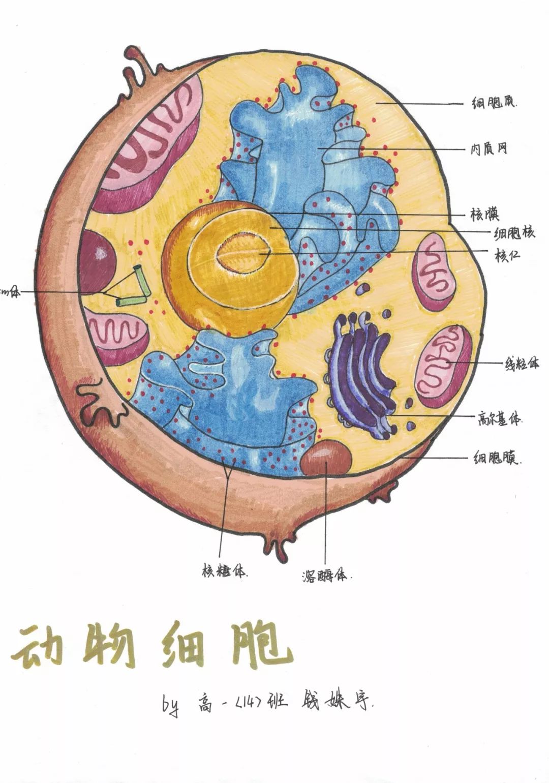 生物细胞图的画法图片