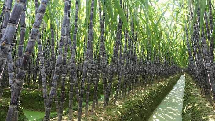 种甘蔗是用种子还是种苗?_种植