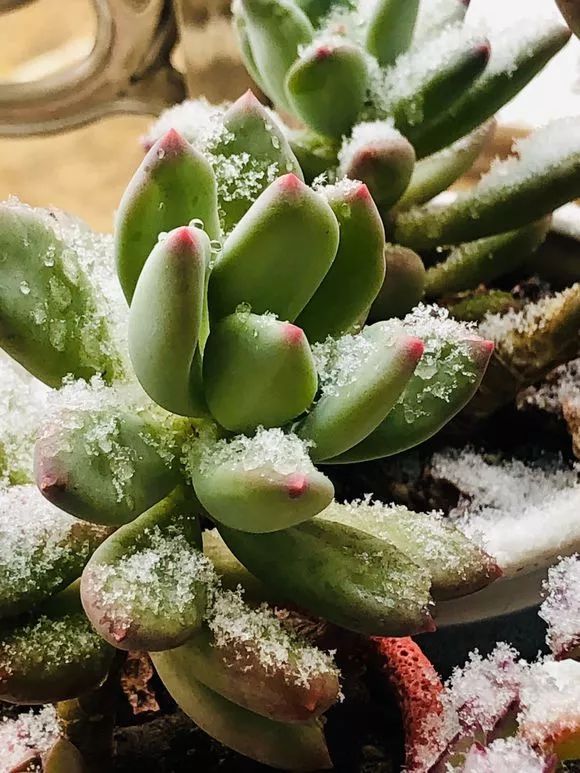 偶遇| "多肉遇到雪,竟然这么美!"太惊艳啦