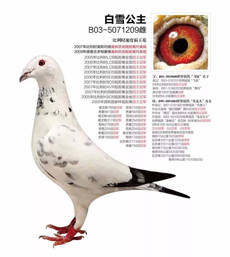 一代名鸽白雪公主终年16岁第四代刚获开创者亚军