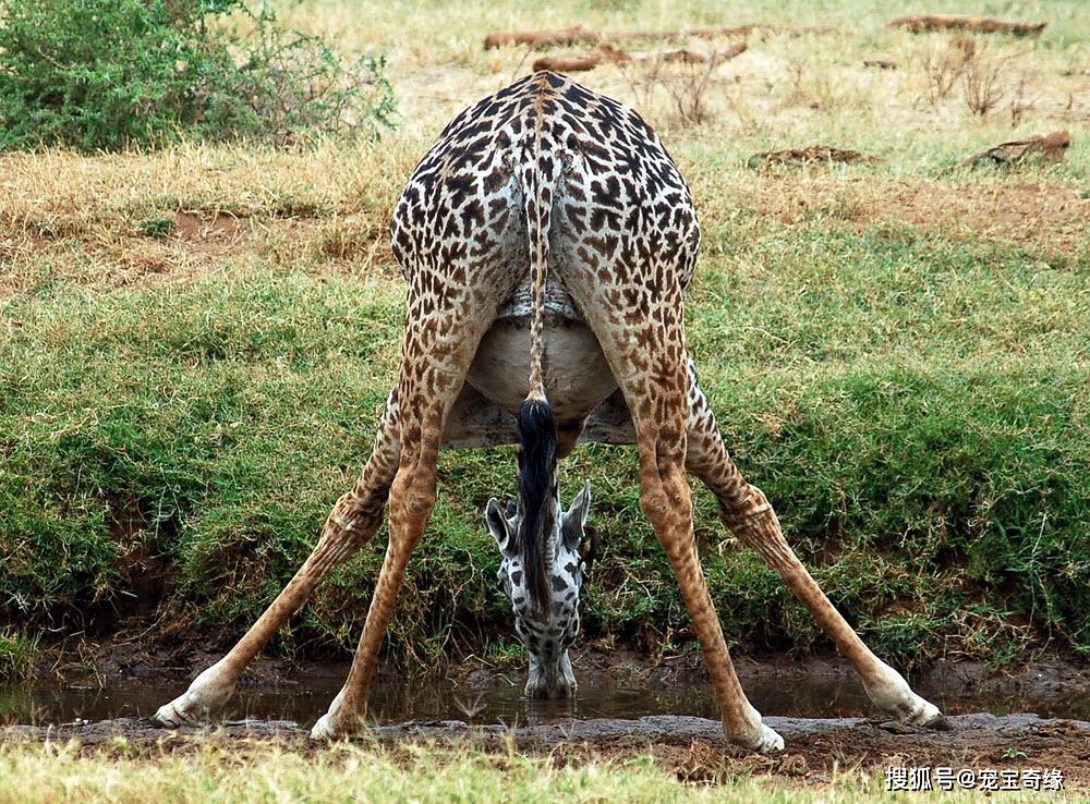 看看这些怀孕动物的照片,当妈妈真的不容易啊