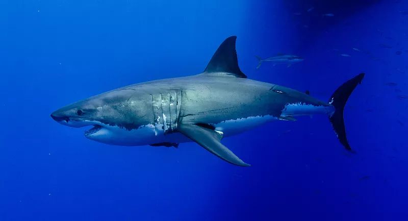 海洋霸主鲨鱼,居然害怕这种颜色?鲨鱼还有哪些秘密?