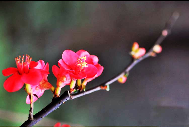 孔雀胆与七心海棠存在吗?