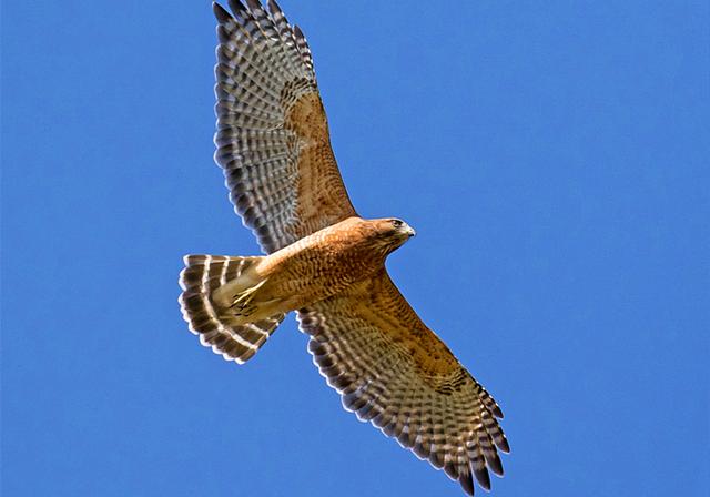 原创你嘴中的老鹰也许不是它真名,鹰族常见的3类成员,区别你可知?