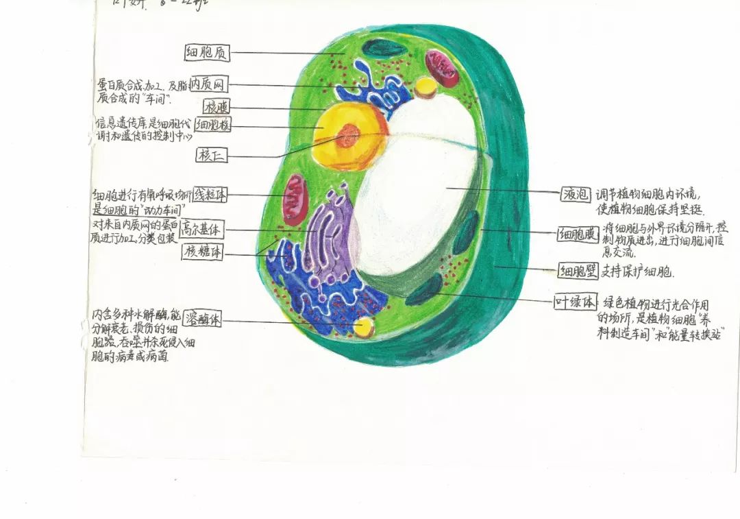 专业精美而且萌萌哒