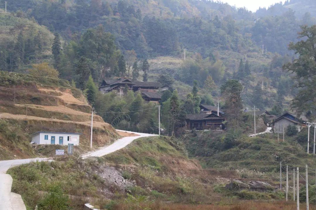 【脱贫攻坚·村村道】松桃大湾村:万羽"土鸡"林下飞,生态放养变"金鸡"