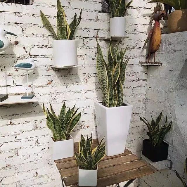 虎尾兰居然有这么多品种 冬天做好这三点 叶子坚挺又漂亮 室温