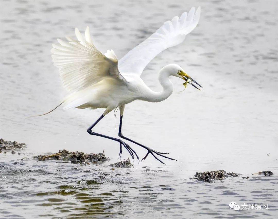 纪检人61镜头跟着镜头品诗词渚清沙白鸟飞回