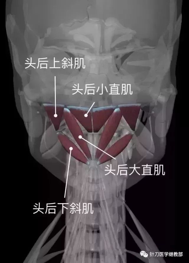 椎枕肌群你要了解的几块肌肉和自我解决办法