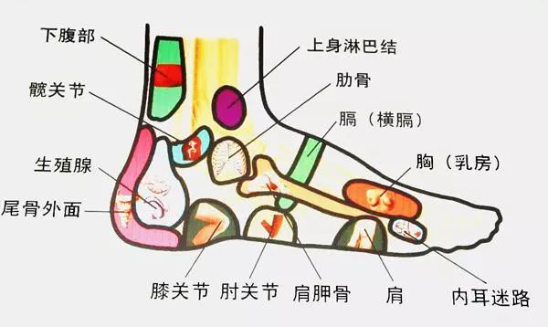 5个脚趾对应的器官图图片