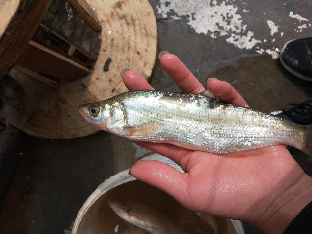 是蒙古红鲌)也是这几种体型最小的经常有人会和青稍搞混区别后面会讲