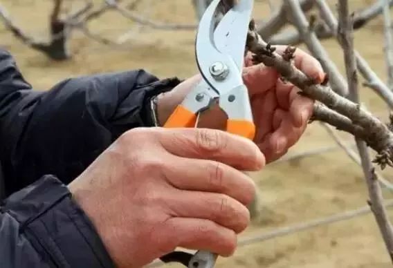 果树冬季修剪 三原则 三问题和四注意 不盲目下剪 整形