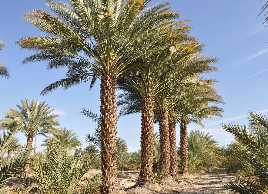 椰枣文化被列为联合国非物质文化遗产