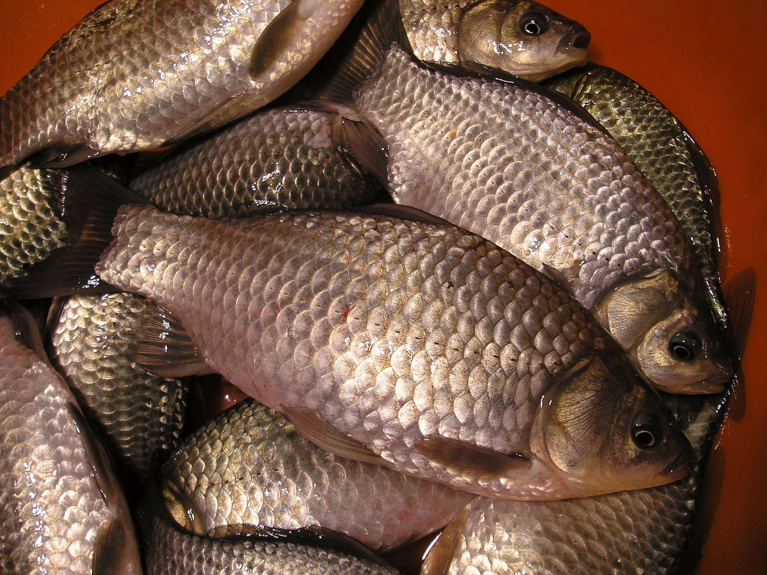 冬天各种鱼都会变得不活跃,有的还会休眠,鲫鱼虽然会吃食,但索食欲望