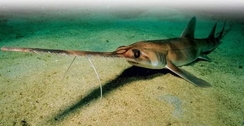 「海洋霸主」鯊魚，居然害怕這種顏色？鯊魚還有哪些秘密？ 寵物 第27張