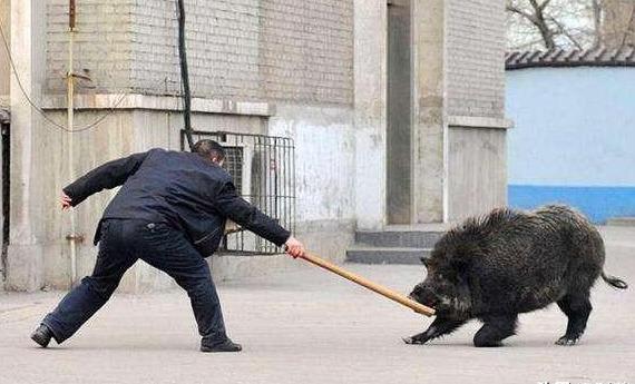 杭州两小孩拿弓箭上山"打野猪",没想到遇到真野猪,重达150斤_时候